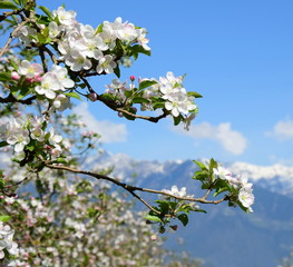 Apfelbaumblüten vor verschneiten Bergen und blauen Himmel