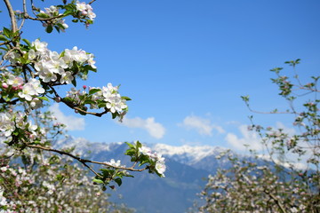 Apfelbaum - Blüte in Südtirol