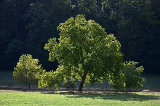 A walnut tree in Fischbachtal, Odenwald, Germany.
