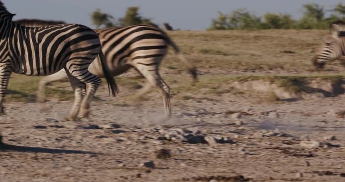 Close-up view of zebras running in a waterhole with other zebras in the background on the Makgadikgadi Pans,Botswana 