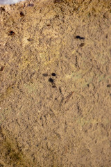 tadpole