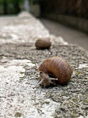 Snail on a stone wall after rain