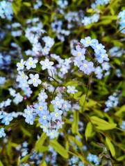 Blue forget-me-not flowers