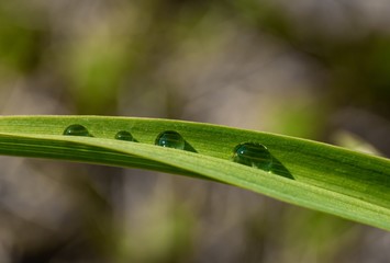 Raindrops on green grass