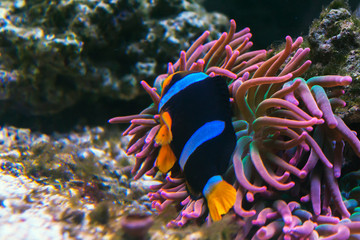Fototapeta na wymiar clown fish in sea anemone at the bottom of the sea