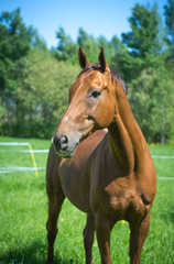 portrait of budyonny horse in the summer