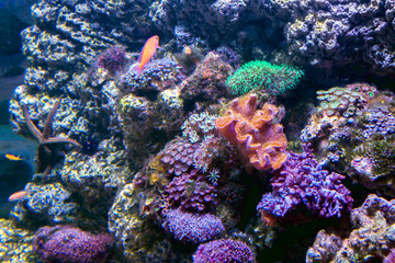 colorful multicolor variety of the world underwater coral reef