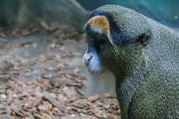 portrait of a pensive sad monkey sitting on the ground and looking seriously