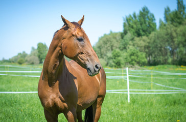 Obraz premium red budyonny mare horse