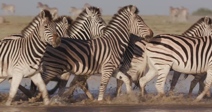 Close-up view of zebras running in a waterhole with other zebras in the background on the Makgadikgadi Pans,Botswana 