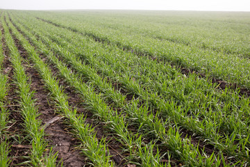 wheat field in early spring. first shoots