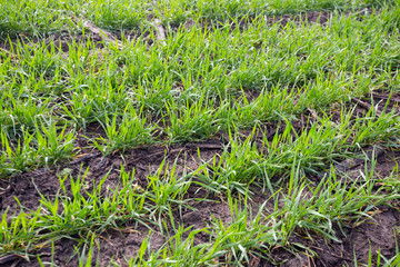 wheat field in early spring. first shoots