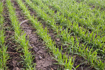 Naklejka premium wheat field in early spring. first shoots