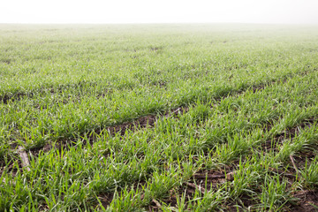 wheat field in early spring. first shoots