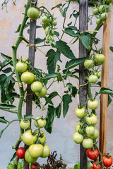 Cultivation of organic tomatoes at home. Bushes of green tomatoes tied to wooden stick. Healthy food