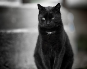 Black cat - black and white