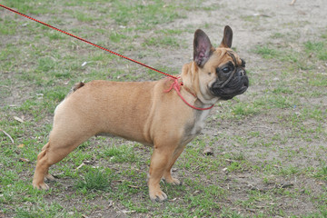 Fototapeta premium French Bulldog