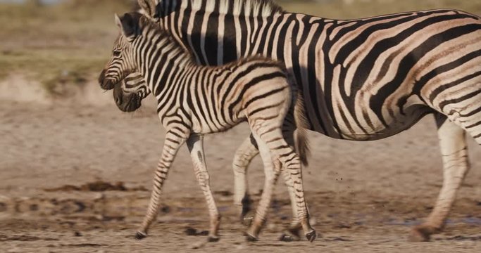Close-up view of a cute young zebra foal walking on the edge of  a waterhole with its mother on the Makgadikgadi Pans,Botswana 