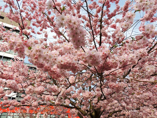  Japanese cherry, Prunus serrulata, during flowering