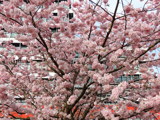  Japanese cherry, Prunus serrulata, during flowering