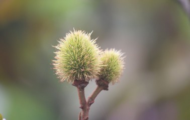 urucum
