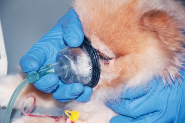 The doctor uses an oxygen mask to rescue the dog