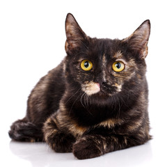 Dark kitten lying is front on the white background