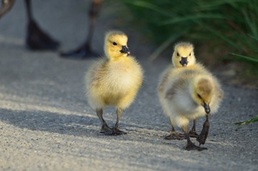 Baby geese