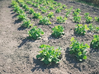 Green Pea Plantation