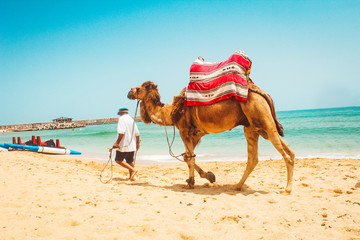 view of a man and his camel in a beach - Morocco