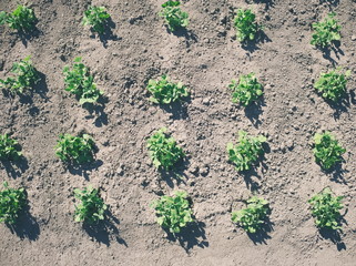 Green Pea Plantation