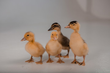 family of ducks