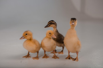 family of ducks