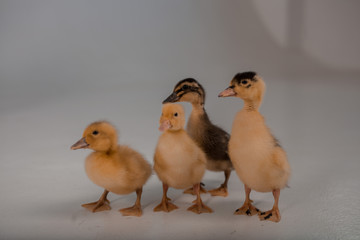 family of ducks