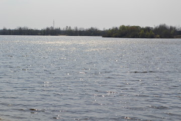 Trees in the water on the water horizon, in the spring.