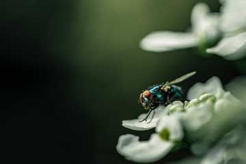 Fliege in Großaufnahme