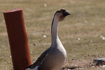 goose on water