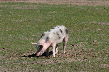 Bioschweine Bunte Bentheimer