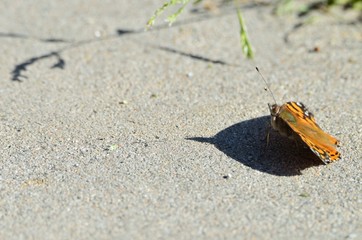 Butterfly on concrete
