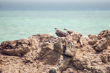 Birds on the island in the sea