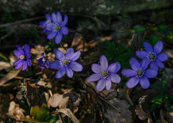 Blue flower