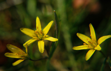Yellow Flower