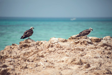 Birds on the island in the sea
