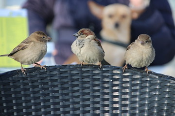 Three little sparrows waiting on the edge of a chair for fallen or left food on a terrace in Katwijk