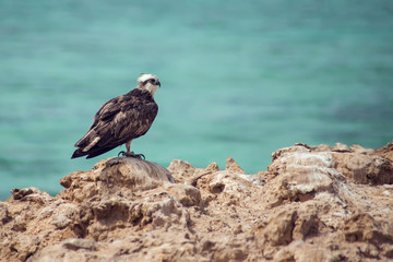 Birds on the island in the sea