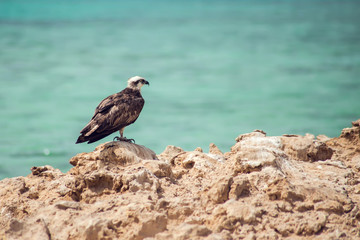 Birds on the island in the sea