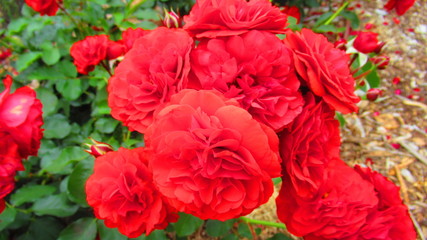 Red Roses in Australia