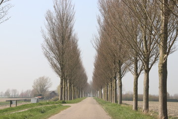 Country road on dyke between fields with poplar tree on side of the street