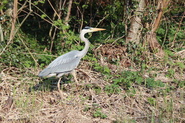Heron in the grass along a ditch hunting for food in Nieuwerkerk aan den IJssel
