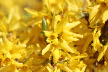 Yellow blossom of the .forsythia plant in springtime in Nieuwerkerk aan den IJssel in the...